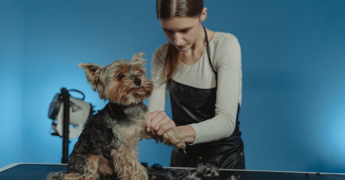 Is there anything gained by butterfly cutting a hot dog for grilling? - Terrier Dog being Groomed by a Professional Groomer Is there anything gained by butterfly cutting a hot dog for grilling? - Terrier Dog being Groomed by a Professional Groomer