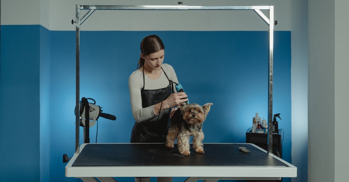 Is there anything gained by butterfly cutting a hot dog for grilling? - Terrier Dog being Groomed by a Professional Groomer Is there anything gained by butterfly cutting a hot dog for grilling? - Terrier Dog being Groomed by a Professional Groomer