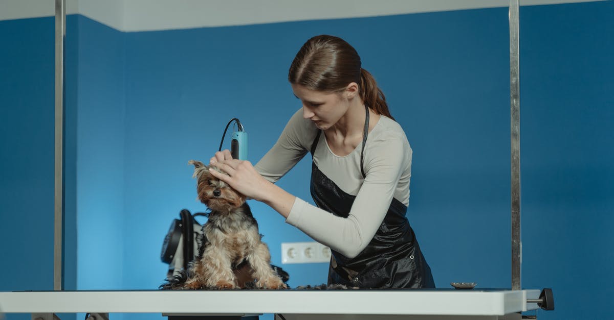 Is there anything gained by butterfly cutting a hot dog for grilling? - Terrier Dog being Groomed by a Professional Groomer Is there anything gained by butterfly cutting a hot dog for grilling? - Terrier Dog being Groomed by a Professional Groomer