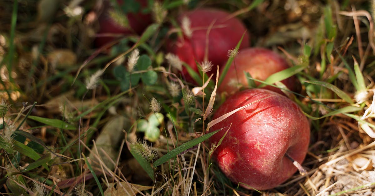 Is there enough pectin in Apples to make jam - Red Fruit on Brown Dried Grass Is there enough pectin in Apples to make jam - Red Fruit on Brown Dried Grass