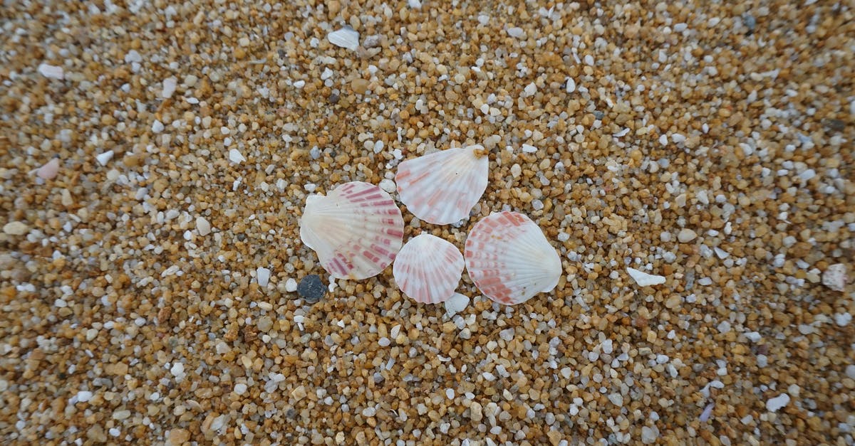 Is there something wrong with this scallop residue? - Shells On Shore Is there something wrong with this scallop residue? - Shells On Shore