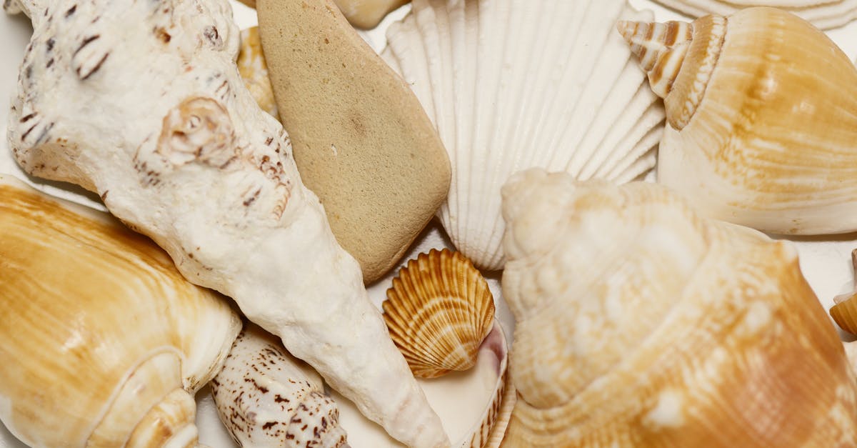 Is there something wrong with this scallop residue? - Collection of Assorted Seashells Is there something wrong with this scallop residue? - Collection of Assorted Seashells