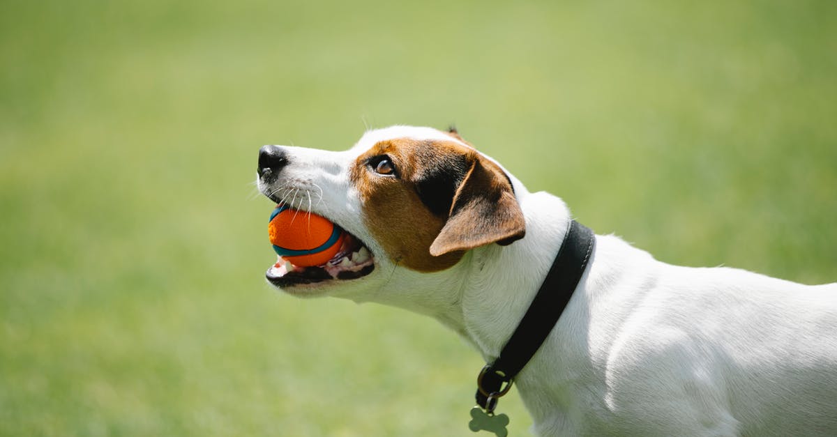 Is there such a thing as a bone cleaver? - Side view of adorable Jack Russel terrier in black collar with metal bone holding toy in teeth on blurred background of green lawn in park Is there such a thing as a bone cleaver? - Side view of adorable Jack Russel terrier in black collar with metal bone holding toy in teeth on blurred background of green lawn in park