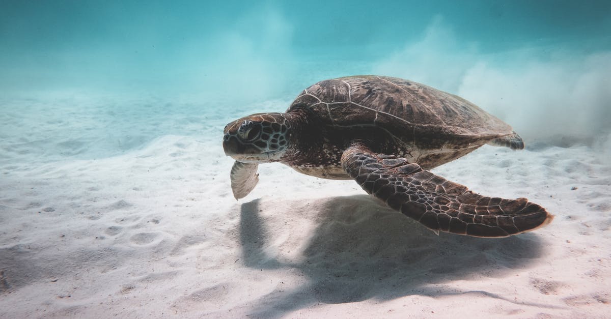 Is there such a thing as a single malt vodka? - Turtle swimming underwater near bottom of sea Is there such a thing as a single malt vodka? - Turtle swimming underwater near bottom of sea