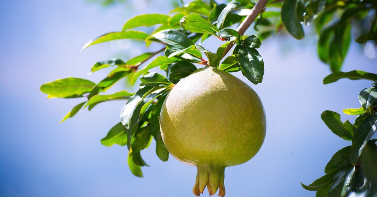 Is this Pomegranate Molasses rescuable? - Yellow Fruit on Tree Branch Is this Pomegranate Molasses rescuable? - Yellow Fruit on Tree Branch