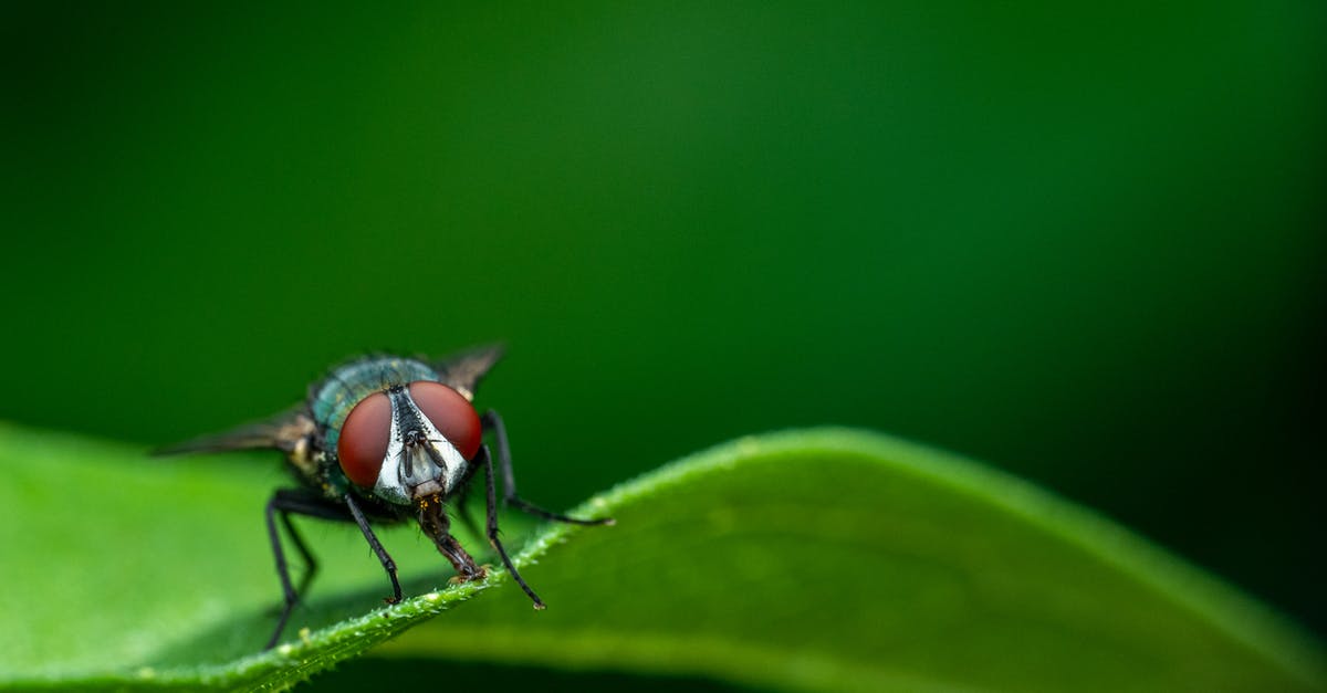 Is this pumpkin with black growth safe to eat? - Little black fly on green leaf Is this pumpkin with black growth safe to eat? - Little black fly on green leaf