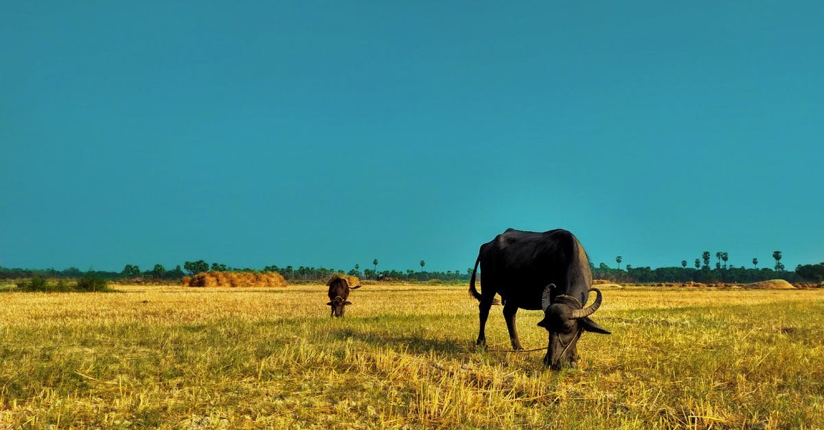Is this pumpkin with black growth safe to eat? - Calm cows eating grass on bright lawn under blue cloudless sky in summer Is this pumpkin with black growth safe to eat? - Calm cows eating grass on bright lawn under blue cloudless sky in summer