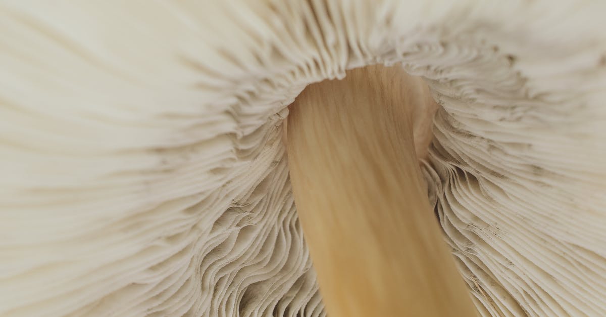 Is this the centre of the stem of a mushroom or different kind of mushroom? - White and Brown Animal Tail Is this the centre of the stem of a mushroom or different kind of mushroom? - White and Brown Animal Tail