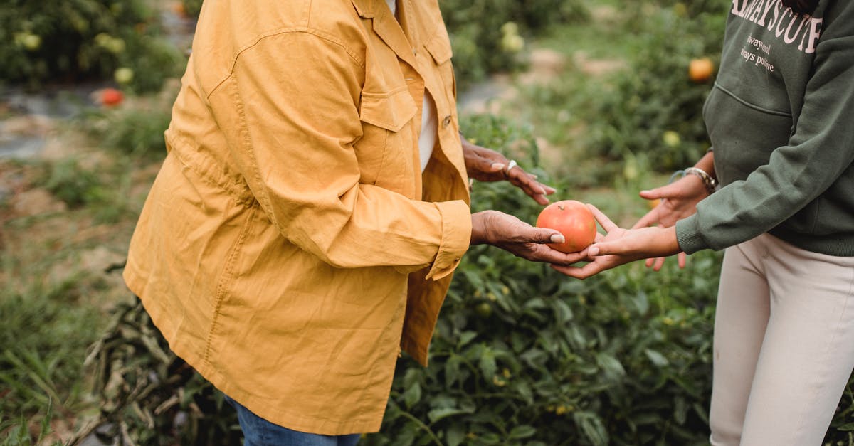Is tomato foliage edible? - Side view of crop unrecognizable mature ethnic female gardener in casual clothes giving ripe tomato to young daughter during harvesting works in farm Is tomato foliage edible? - Side view of crop unrecognizable mature ethnic female gardener in casual clothes giving ripe tomato to young daughter during harvesting works in farm