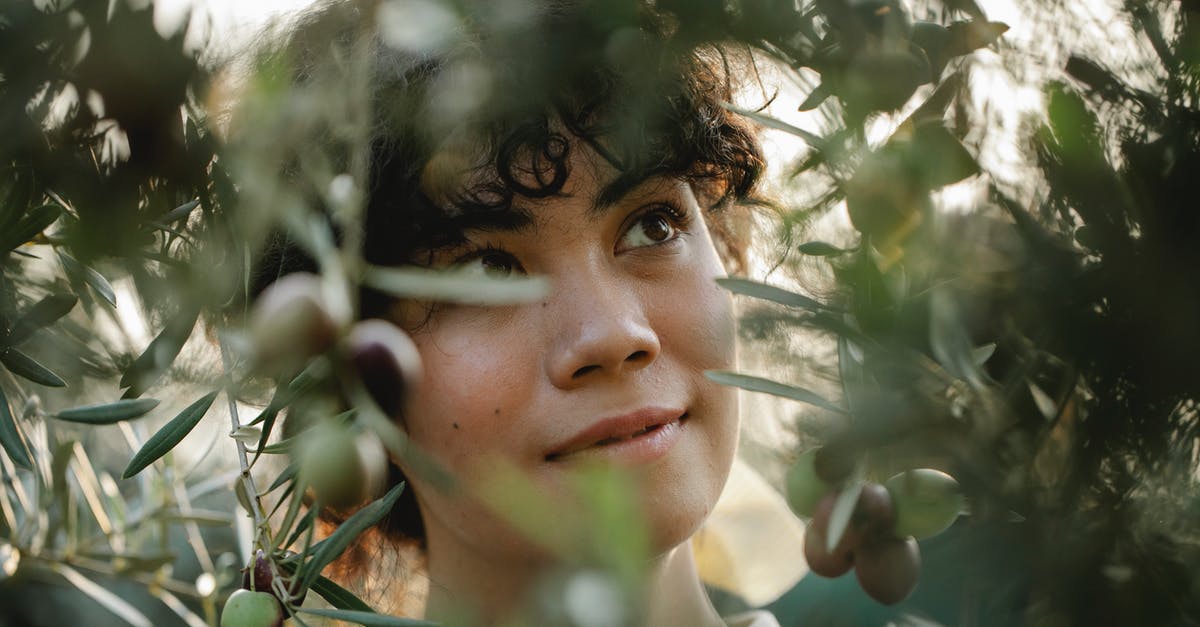 Is tomato foliage edible? - Dreamy ethnic gardener among olive branches in countryside Is tomato foliage edible? - Dreamy ethnic gardener among olive branches in countryside