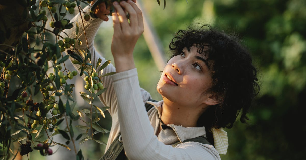 Is tomato foliage edible? - Ethnic farmer picking olives from tree on plantation Is tomato foliage edible? - Ethnic farmer picking olives from tree on plantation