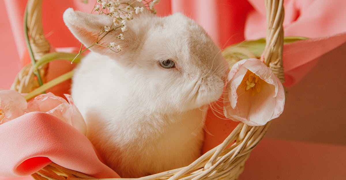 Italian Sausage still a little pink? - White Rabbit In A Basket With Flower Italian Sausage still a little pink? - White Rabbit In A Basket With Flower