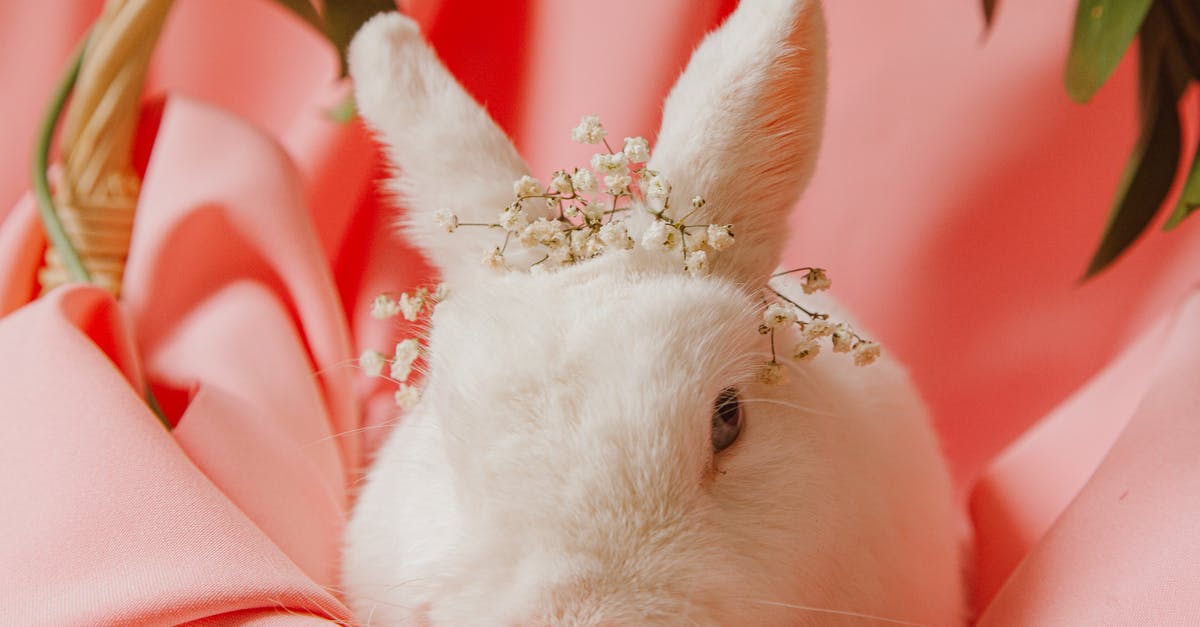 Italian Sausage still a little pink? - White Rabbit on Pink Textile Italian Sausage still a little pink? - White Rabbit on Pink Textile