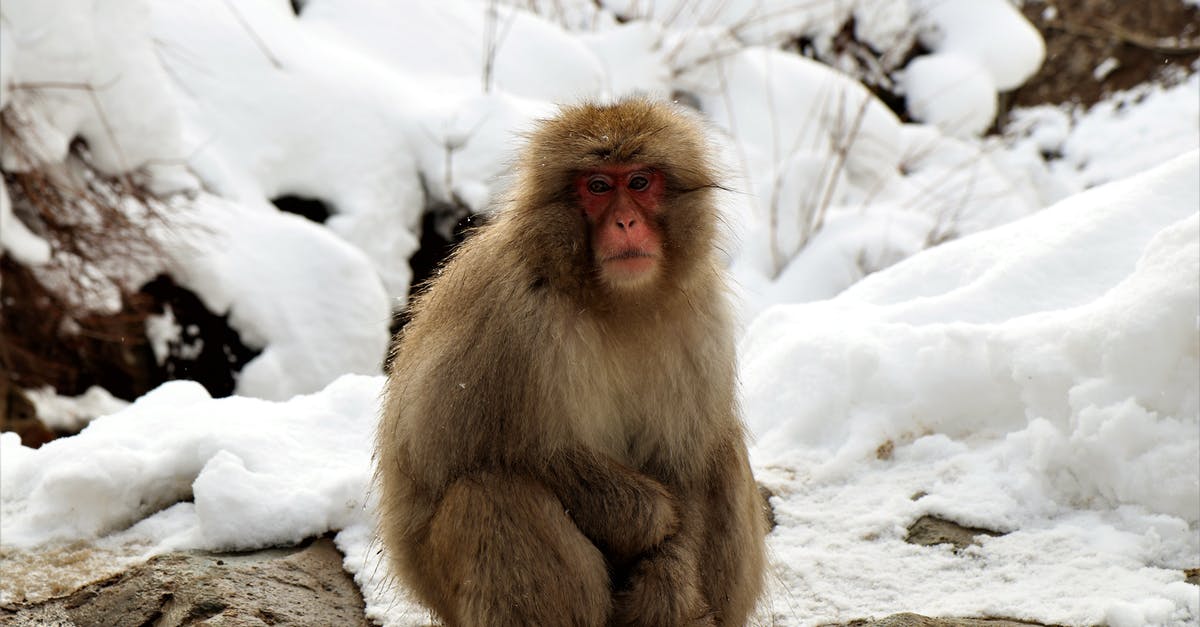 Japanese cold soba broth? - Japanese macaque with fluffy fur resting on stones near snow Japanese cold soba broth? - Japanese macaque with fluffy fur resting on stones near snow