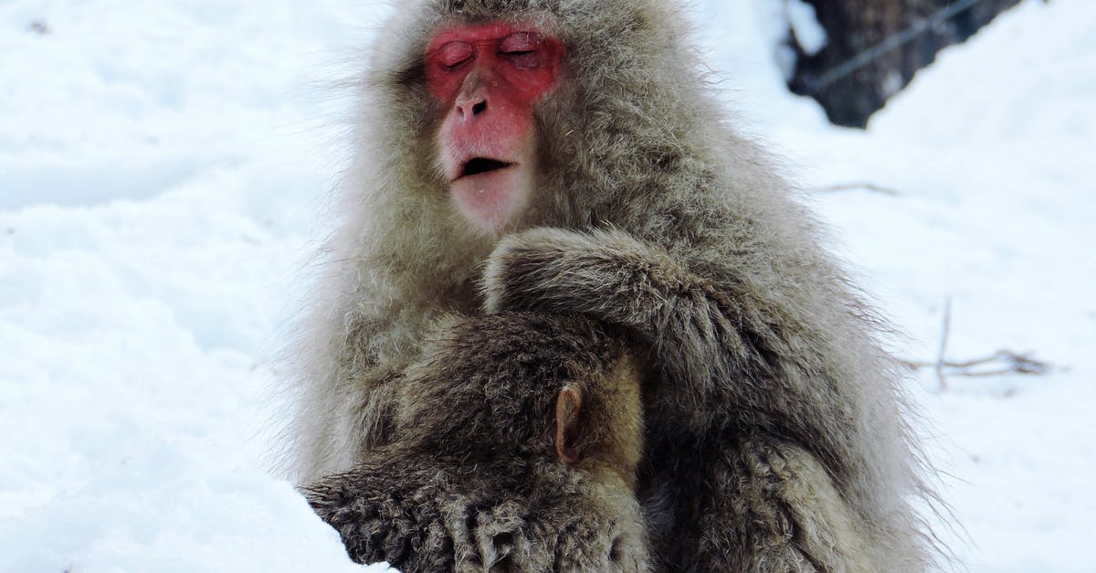 Japanese cold soba broth? - Cute hairy Japanese macaques with red face sitting on white snowy ground in forest on cold winter day in nature Japanese cold soba broth? - Cute hairy Japanese macaques with red face sitting on white snowy ground in forest on cold winter day in nature