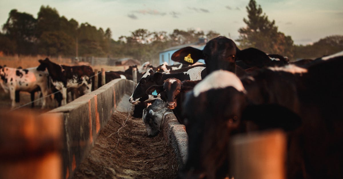 Keep milk (or milk alternative) for a day without a fridge - Cows eating in paddock in countryside Keep milk (or milk alternative) for a day without a fridge - Cows eating in paddock in countryside