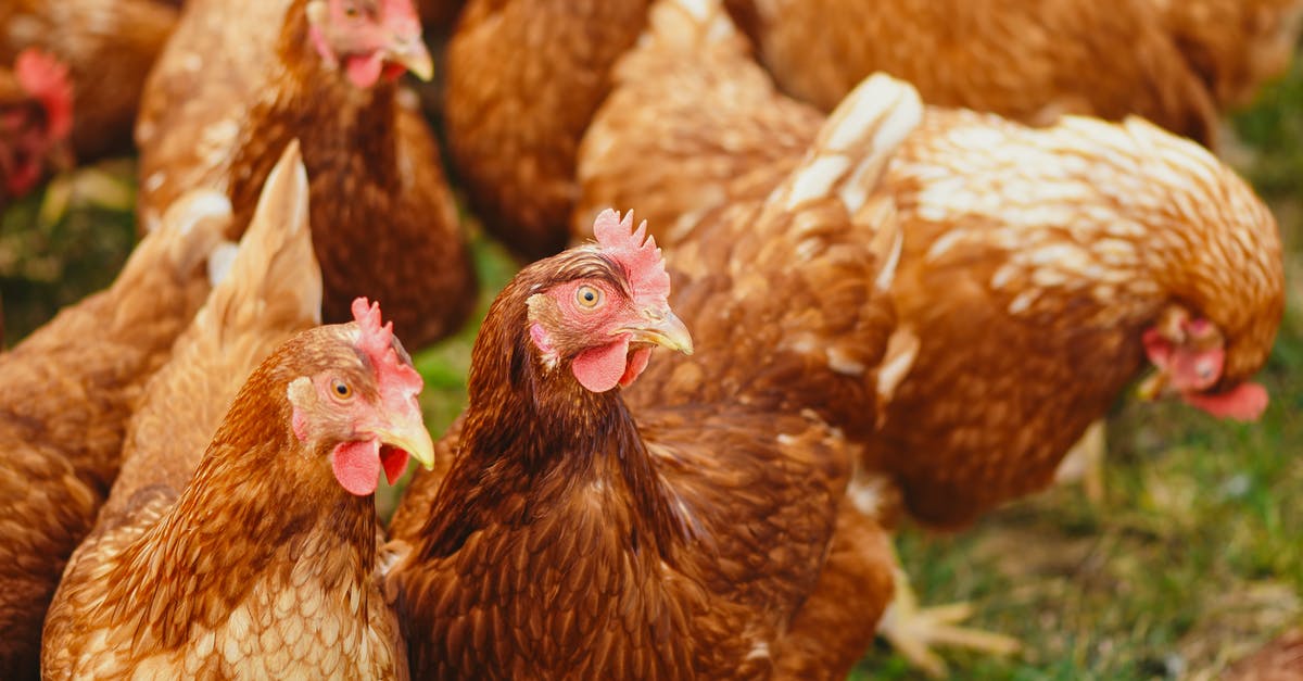 Keeping crawfish alive overnight? - Flock of Hens on Green Field Keeping crawfish alive overnight? - Flock of Hens on Green Field