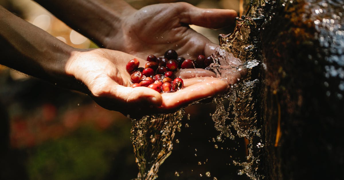 Last few times I bought "fresh" stone fruit the stone was gone - Faceless man washing healthy berries under water flowing through stones in woods