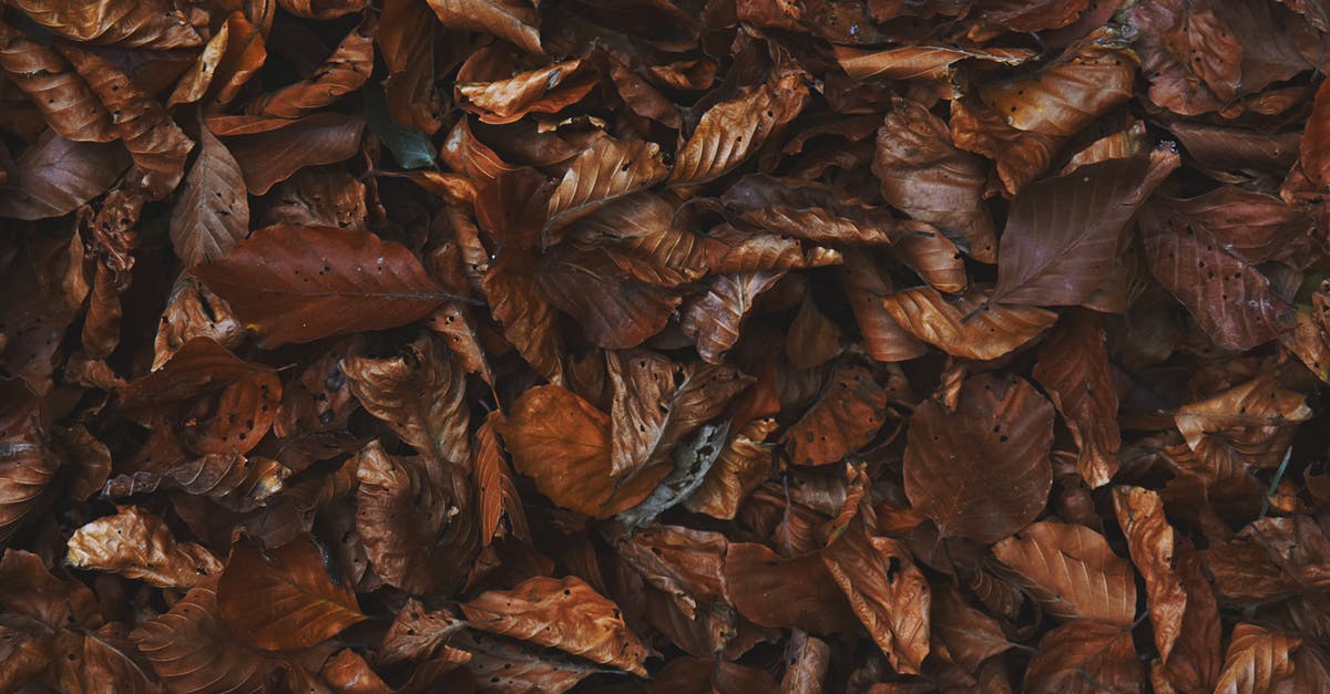 Leaves that fall off Brussels Sprouts, any reason not to cook? - Dried Leaves Leaves that fall off Brussels Sprouts, any reason not to cook? - Dried Leaves