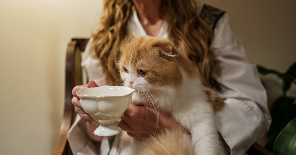 Left sourdough starter out overnight after feeding and it overflowed? - Orange Tabby Cat on Womans Lap Left sourdough starter out overnight after feeding and it overflowed? - Orange Tabby Cat on Womans Lap