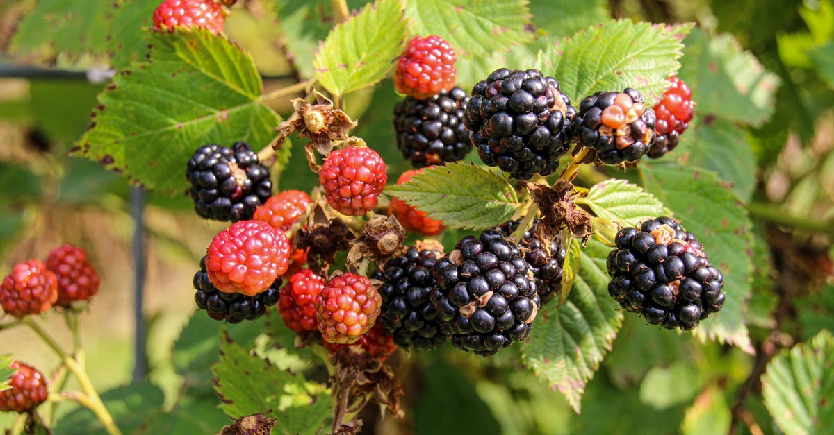 Lessen the acidity of fruit shrub syrup - Red and Black Berries on Green Leaves Lessen the acidity of fruit shrub syrup - Red and Black Berries on Green Leaves