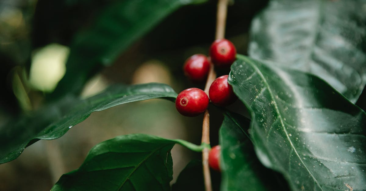 Lessen the acidity of fruit shrub syrup - Red coffee berries growing on tree branch Lessen the acidity of fruit shrub syrup - Red coffee berries growing on tree branch