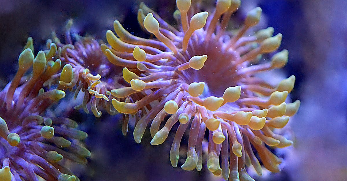 Lightly salted water? - Close-Up Photo Of Coral Reefs Lightly salted water? - Close-Up Photo Of Coral Reefs