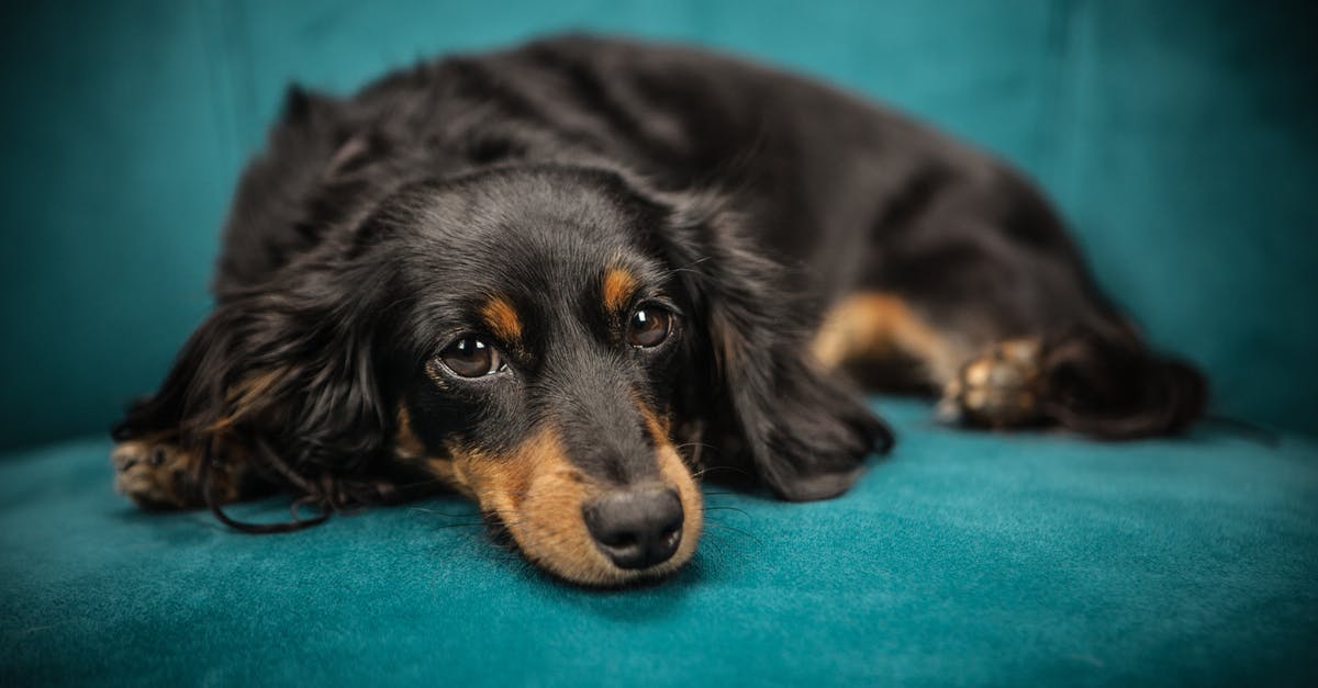 Looking for a Blue Ingredient - Black and Tan Long Coat Dog Looking for a Blue Ingredient - Black and Tan Long Coat Dog