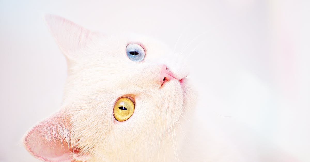 Looking for a Blue Ingredient - White Kitten Looking for a Blue Ingredient - White Kitten
