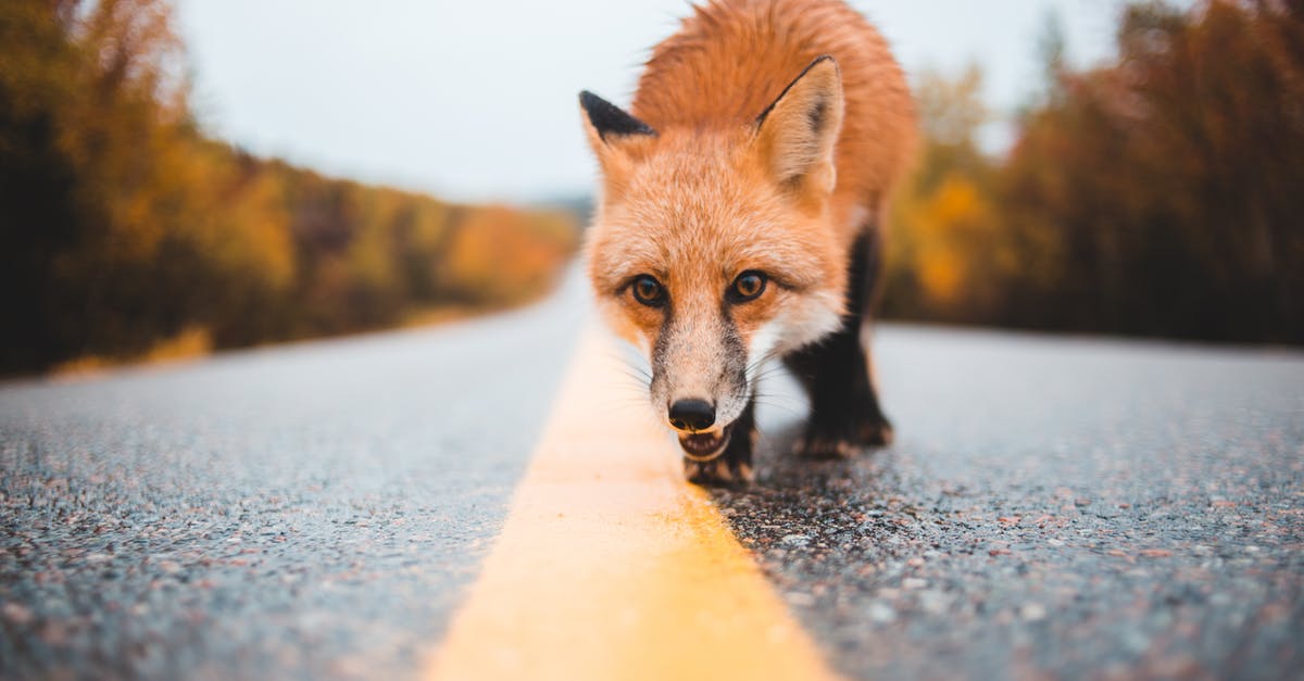 Looking for a way to make a cone shaped cookie - Ground level of curious dangerous wild red fox walking on wet road near woods Looking for a way to make a cone shaped cookie - Ground level of curious dangerous wild red fox walking on wet road near woods