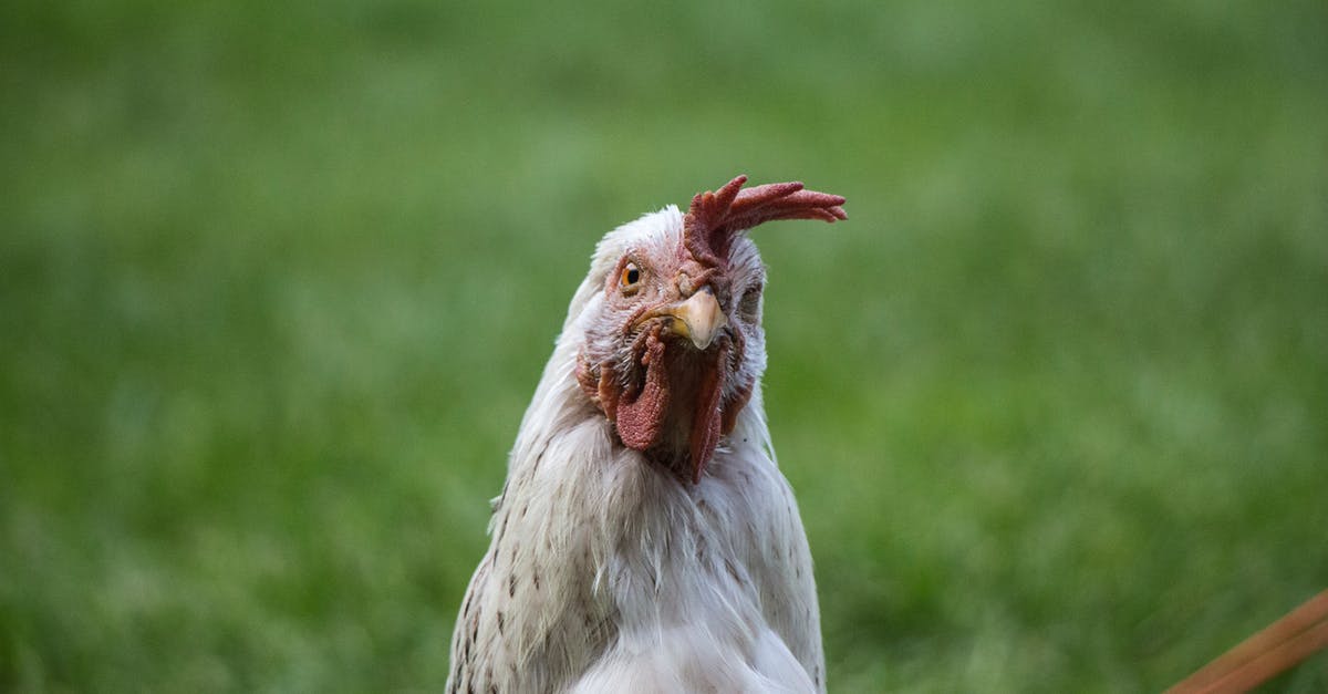 Looking for Chicken & Dumplings pointers - Selective Focus Photography of White Chicken Looking for Chicken & Dumplings pointers - Selective Focus Photography of White Chicken