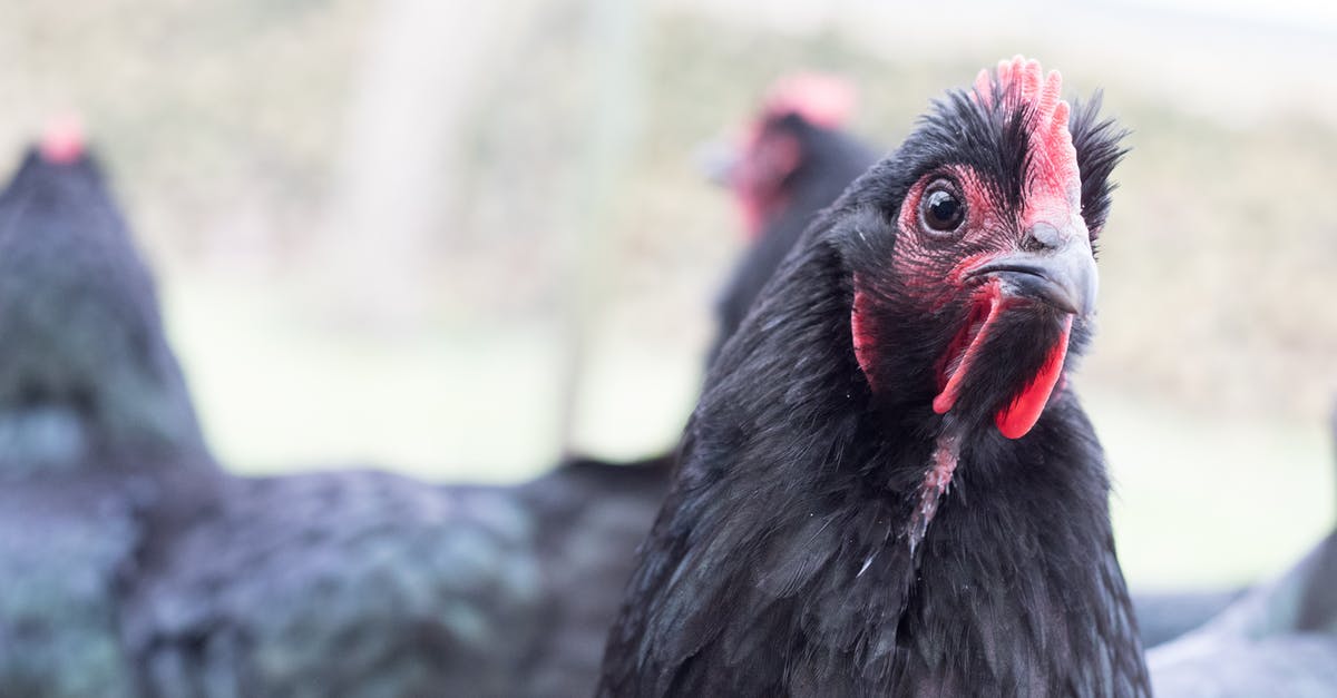 Looking for Chicken & Dumplings pointers - Close-up Photo of Ayam Cemani Chicken Looking for Chicken & Dumplings pointers - Close-up Photo of Ayam Cemani Chicken