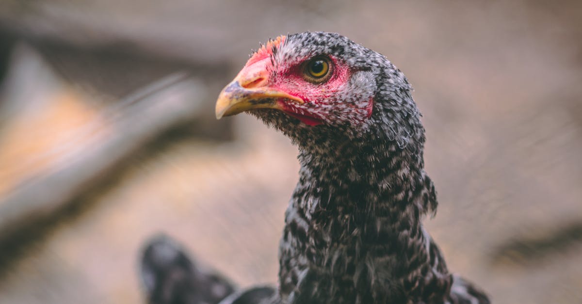 Looking for Chicken & Dumplings pointers - Close-up Photography of a Gray Hen Looking for Chicken & Dumplings pointers - Close-up Photography of a Gray Hen