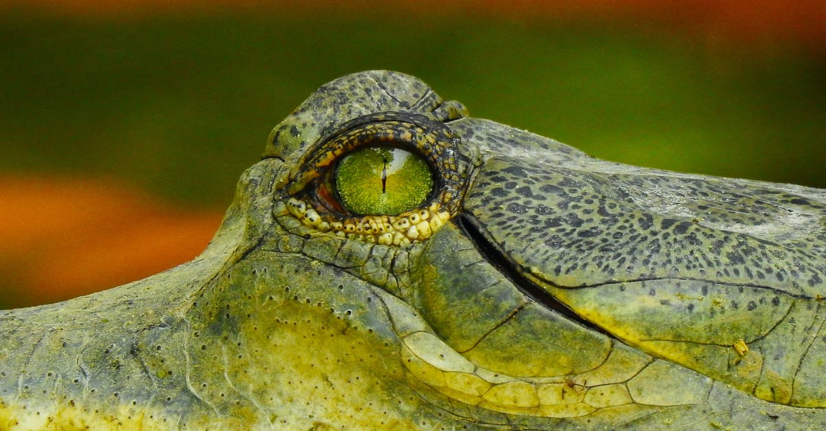 Looking for non-standard (i.e. no dill) fermented pickle suggestions [closed] - Grey Crocodile in Close Up Photography