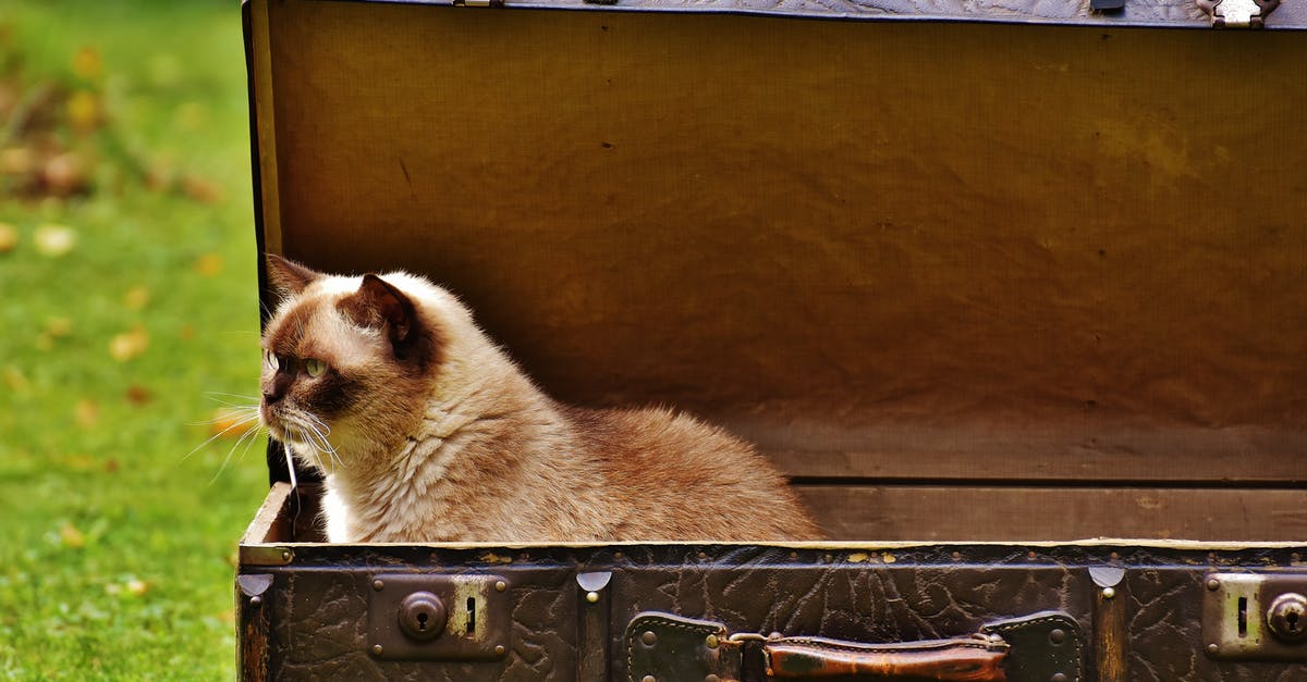 Looking for Rubbermaid "Servin' Saver™" container - White and Brown Siamese Cat Inside Chest Box Looking for Rubbermaid "Servin' Saver™" container - White and Brown Siamese Cat Inside Chest Box