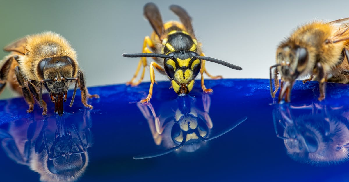Macarons...Why not color the syrup? - Wasp and bees reflecting in syrup while drinking Macarons...Why not color the syrup? - Wasp and bees reflecting in syrup while drinking