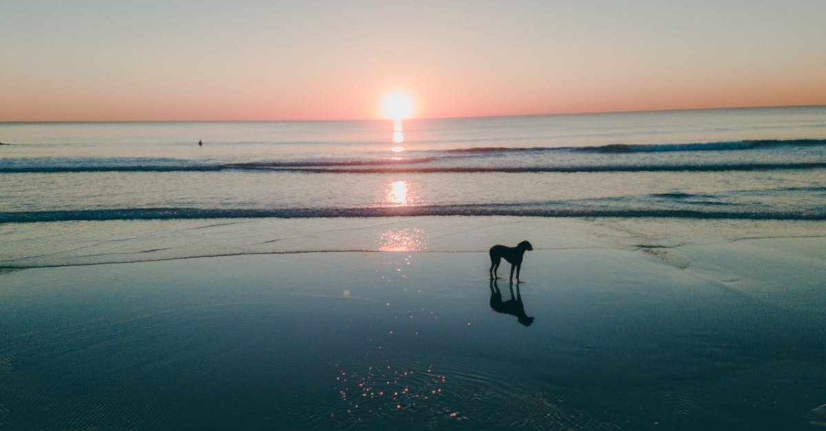 Making brigadeiros in Portugal similar to the ones in Brazil - Dog On Seashore Making brigadeiros in Portugal similar to the ones in Brazil - Dog On Seashore