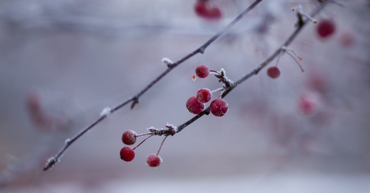Making cherry ice cream, should I macerate the cherries? - Red Berry Fruit Making cherry ice cream, should I macerate the cherries? - Red Berry Fruit