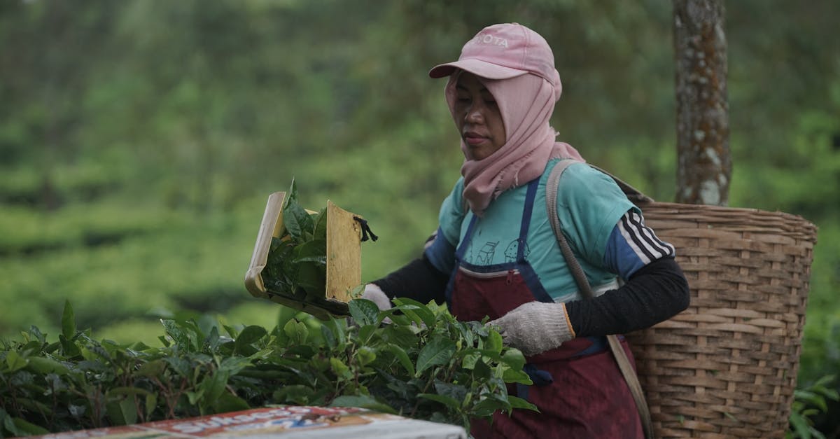 Making tea out of grape leaves -when to pick the leaves? - Woman Wearing a Basket on Her Back Working on a Plantation Making tea out of grape leaves -when to pick the leaves? - Woman Wearing a Basket on Her Back Working on a Plantation