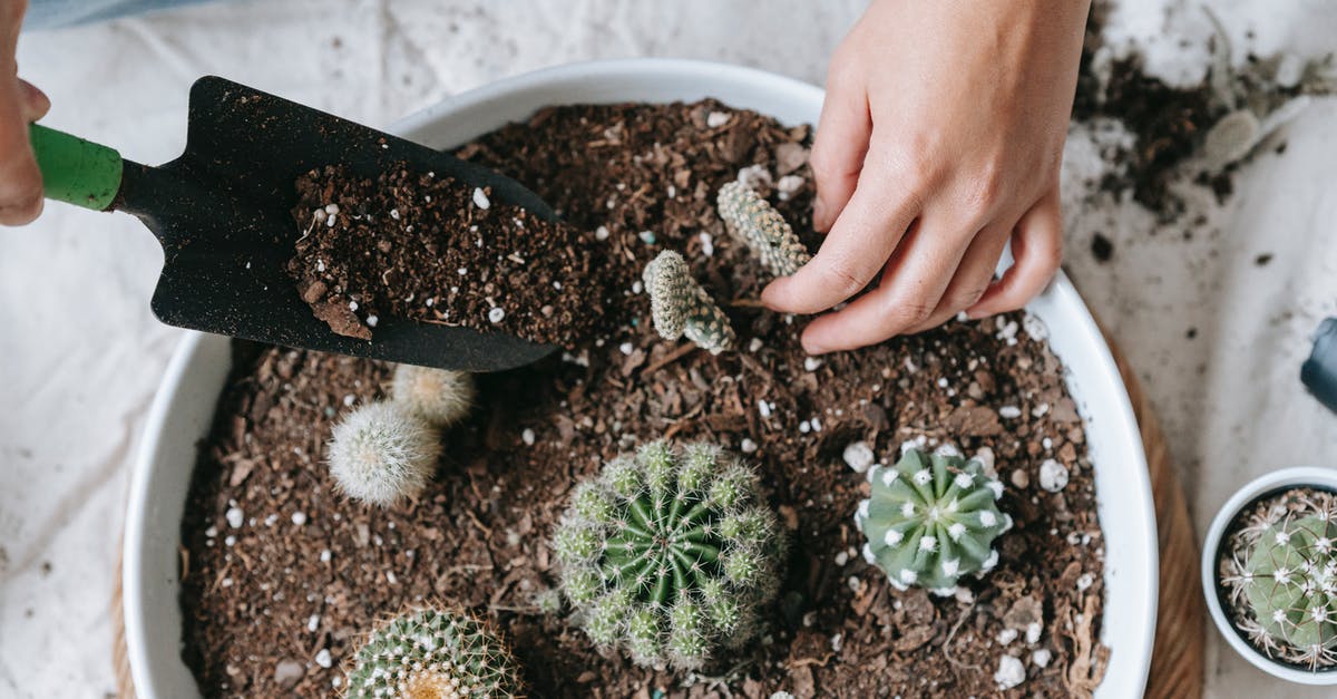 Marinade tenderizing process - From above of crop anonymous female planting verdant cactuses in soil of pot at home Marinade tenderizing process - From above of crop anonymous female planting verdant cactuses in soil of pot at home