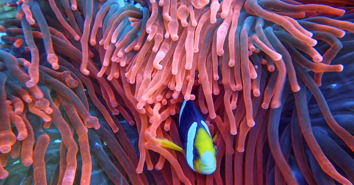 Marinating fish - Photo of a Fish on Corals Marinating fish - Photo of a Fish on Corals