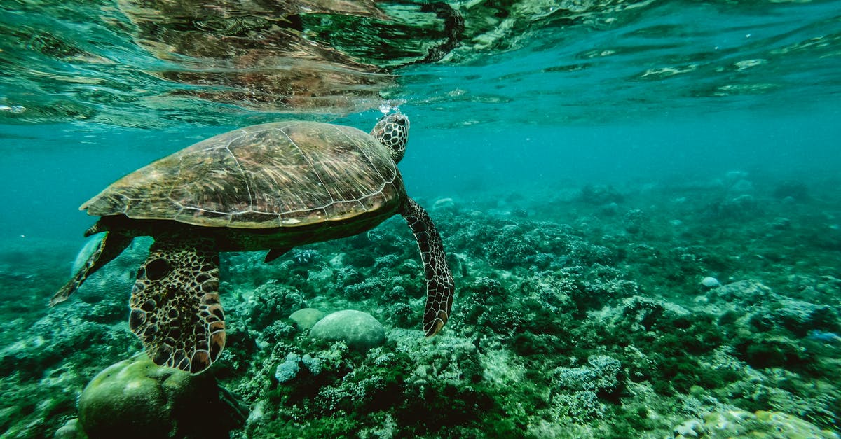 Marinating venison? - Photo of a Turtle Swimming Underwater Marinating venison? - Photo of a Turtle Swimming Underwater