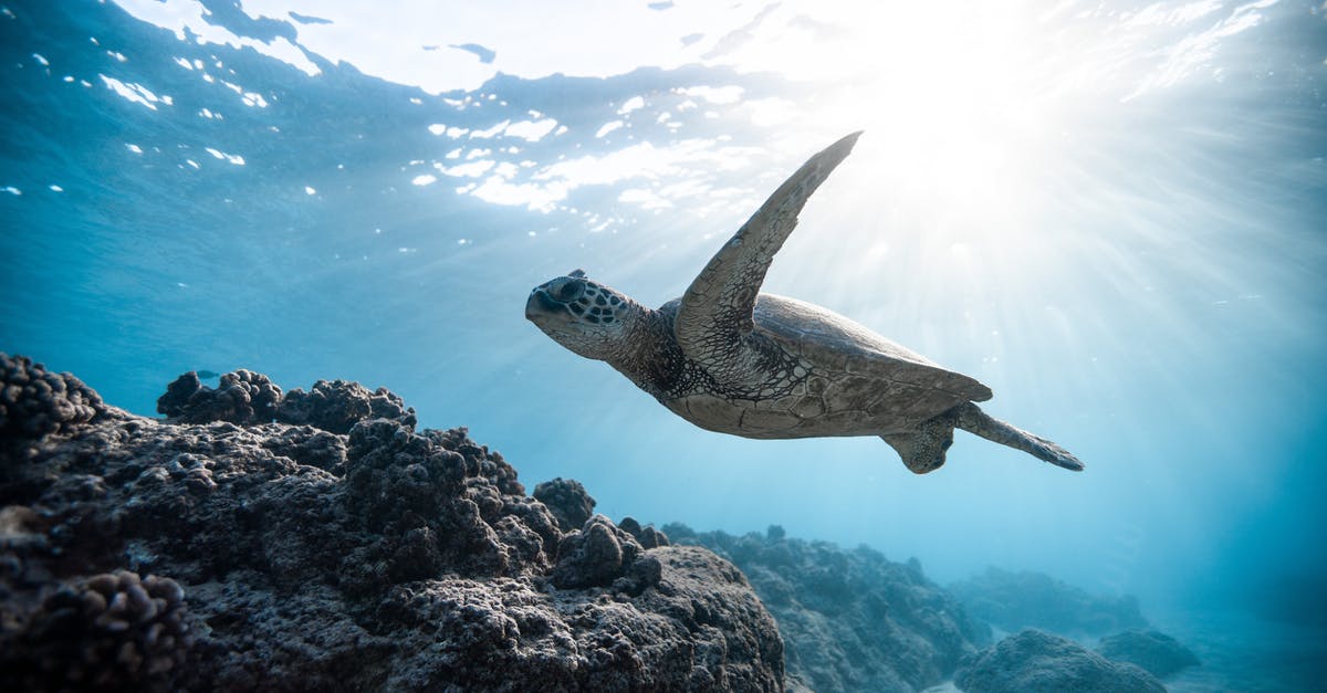 Marinating venison? - Photo of Sea Turtle Marinating venison? - Photo of Sea Turtle