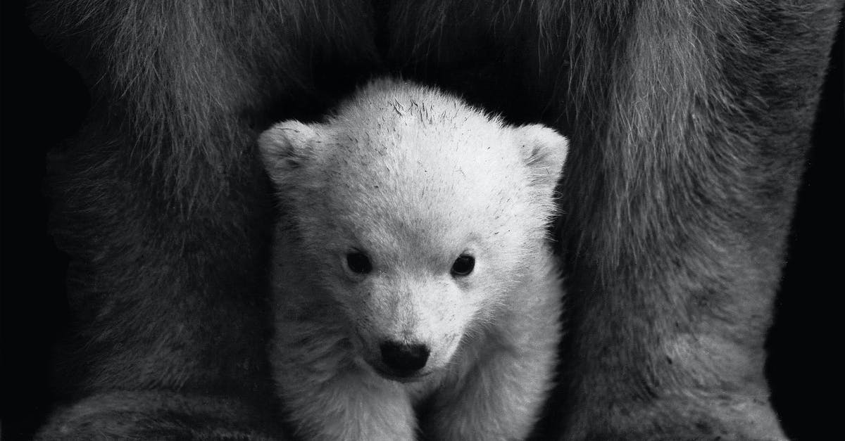 Marinating venison? - Grayscale Photo of a Polar Bear Cub Marinating venison? - Grayscale Photo of a Polar Bear Cub