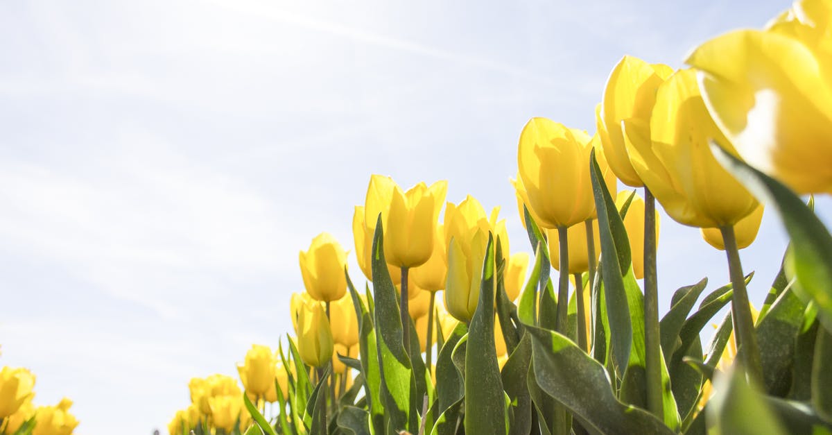 Matcha cheesecake can't keep the bright green color - Yellow Tulip Flower Field during Daytime Matcha cheesecake can't keep the bright green color - Yellow Tulip Flower Field during Daytime