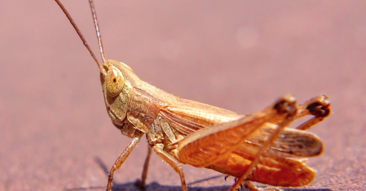 Microwave Surface Temperatures too hot - Grasshopper Sitting on Road Microwave Surface Temperatures too hot - Grasshopper Sitting on Road