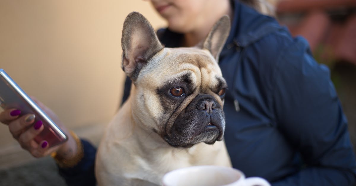 microwave use after cell phone heating - Unrecognizable female sitting with French bulldog and browsing mobile phone on blurred background microwave use after cell phone heating - Unrecognizable female sitting with French bulldog and browsing mobile phone on blurred background