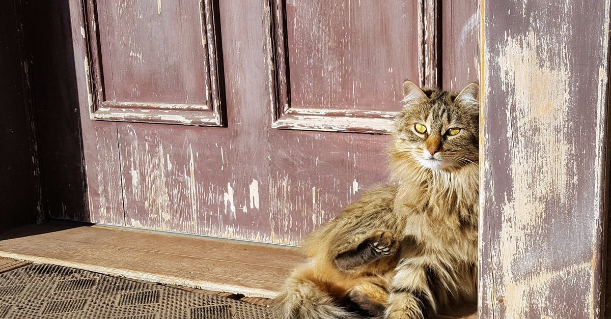 Microwaved rice, it’s not fluffy - Photo of Tabby Cat Leaning Beside Door Microwaved rice, it’s not fluffy - Photo of Tabby Cat Leaning Beside Door