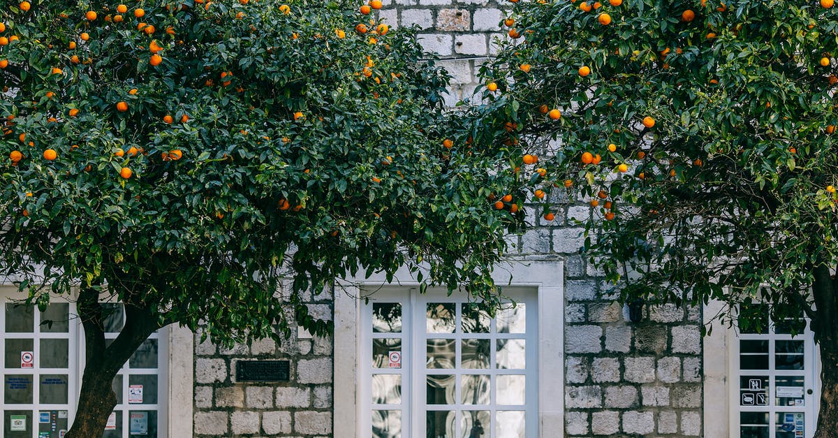 Mimicking Lipton's Green Diet Iced Tea Citrus - Lush green trees near wall Mimicking Lipton's Green Diet Iced Tea Citrus - Lush green trees near wall
