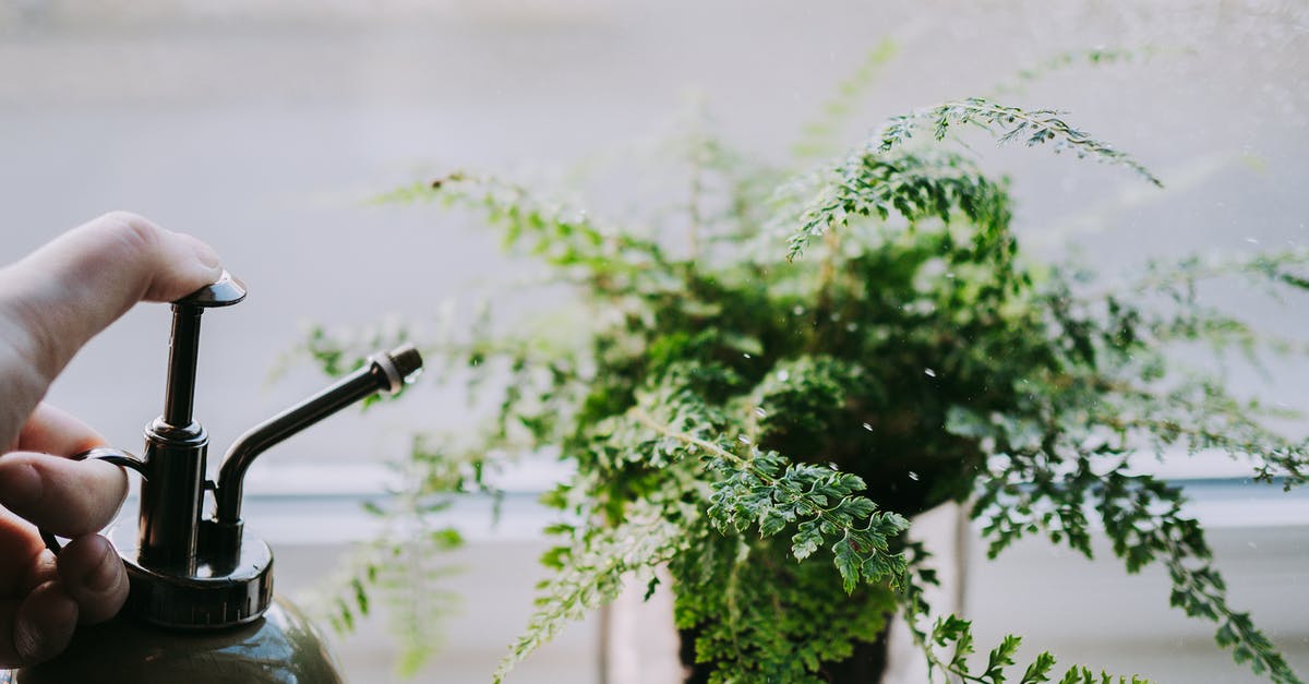 misto sprayer malfunction - Green Plant in Black Ceramic Vase misto sprayer malfunction - Green Plant in Black Ceramic Vase